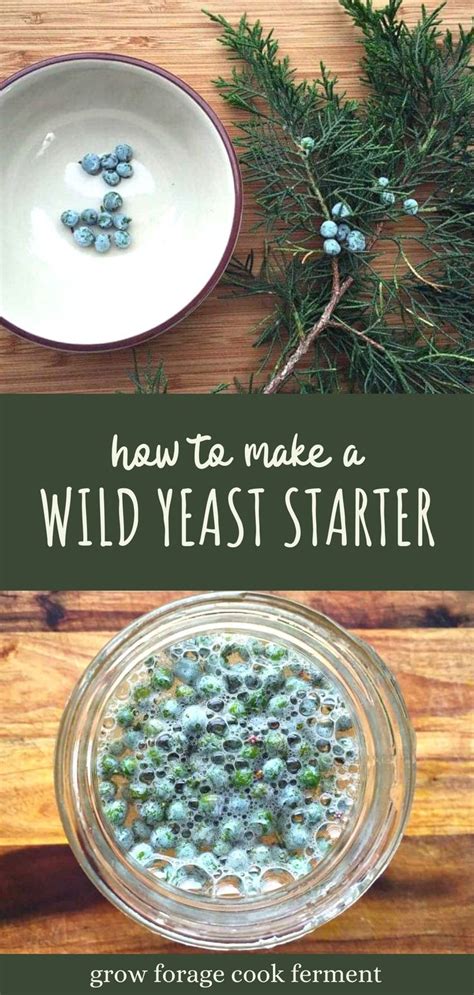 How to Make a Wild Yeast Starter | Recipe in 2021 | Wild yeast starter ...