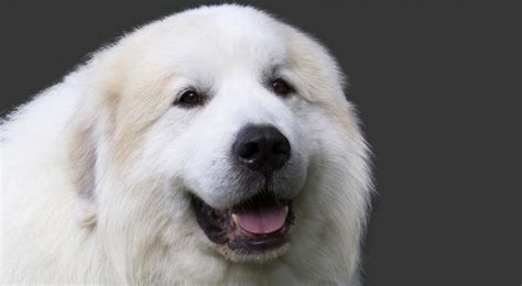 Great Pyrenees Dog Breed Information - American Kennel Club