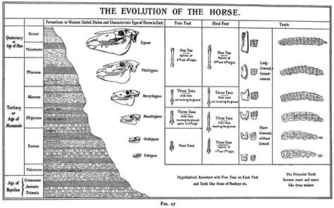 Evolution of horses - Home