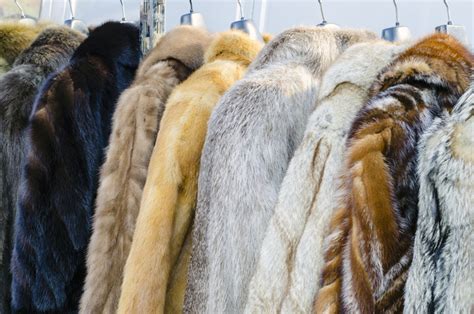 Identifying Fur Coat Types And Examples - Tradingbasis