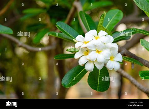 Apocynaceae family hi-res stock photography and images - Alamy