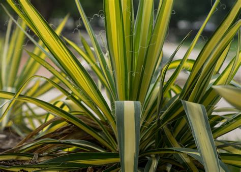 Fädige Palmlilie (Garten-Yucca): Ganzjährig attraktiv | GartenFlora