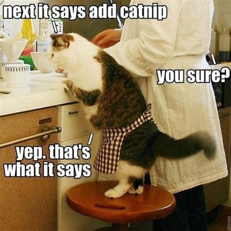 Funny Cat Pictures Captions - Why Do Meaningful Captions On Cat Pictures Make A Huge Difference?