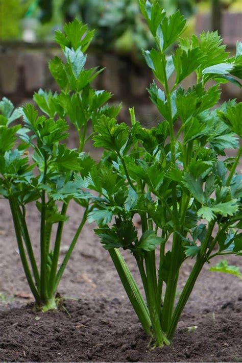 How to Grow Celery in Your Organic Garden - Growfully