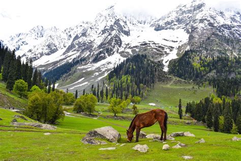 Kashmir Tour Package I Best Of Kashmir Tour Package 5 Nights 6 days