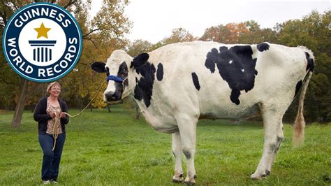 Illinois Cow Is Posthumously Awarded the Guinness World Record for ...