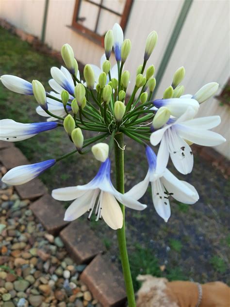 Agapanthus Twister (Standard) | Agapanthus, Plants, Twister