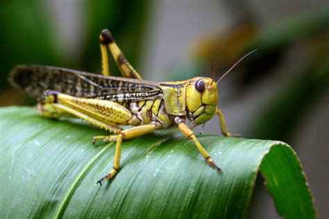 The Bug Picture: A Creative Solution to Locust Plagues - BORGEN