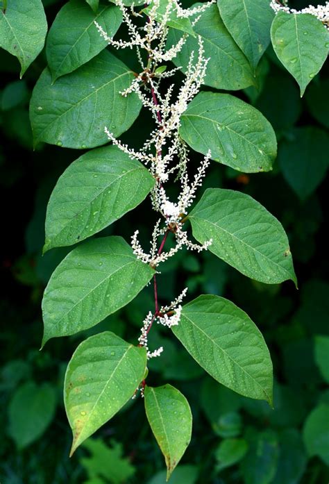 Japanese Knotweed Identification - Tree Heritage