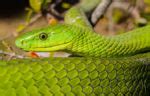 Identifying venomous snakes: How hard can it be? - Africa Geographic