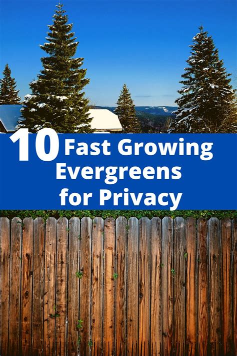 10 Fast Growing Evergreen Trees for Privacy ~ Garden Down South | Fast ...