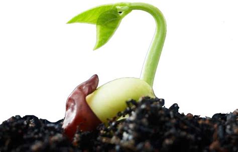 Seed Germination (Information + Facts) - Science4Fun