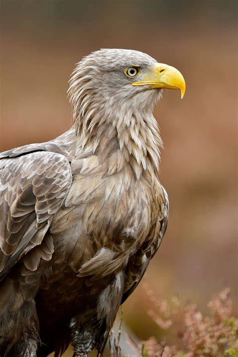 White-Tailed Eagle by Erik Mandre - Photo 130892643 / 500px