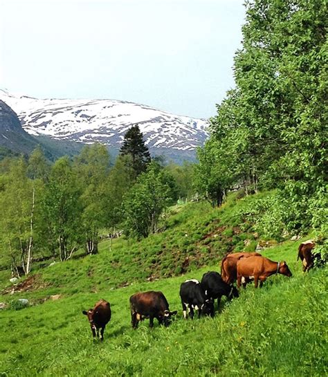 Expat Interview: Running a Farm in Norway