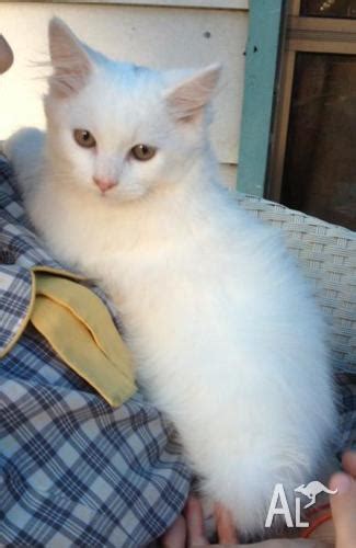 Red Point Himalayan Cross Female Kitten for Sale in ALISON, New South Wales Classified ...