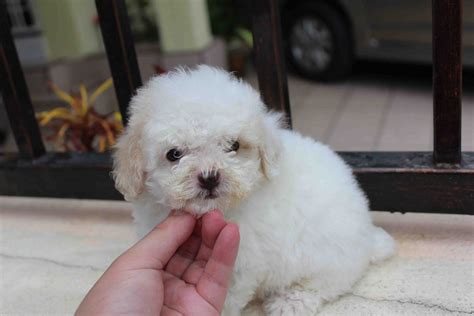 LovelyPuppy: 20121205 White Toy Poodle Puppy