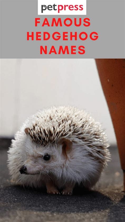 110+ Famous Hedgehog Names For Your Adorable Pet Hedgehogs