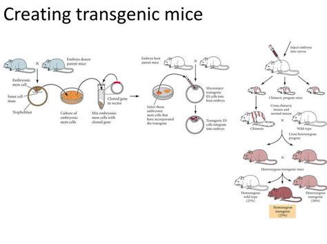 PPT - Mouse as a Model Organism PowerPoint Presentation, free download - ID:1799108