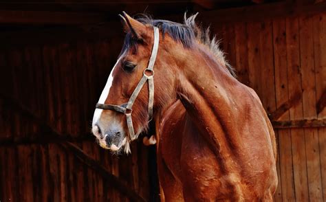 Horse Free Stock Photo - Public Domain Pictures