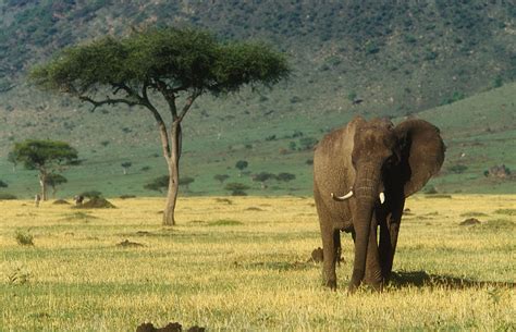 Masai Mara National Reserve – Travel Guide, Map & More!