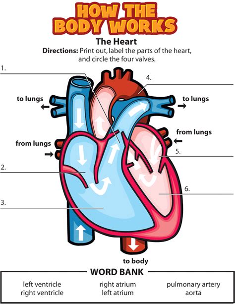 Activity: The Heart (for Kids) - Nemours Kidshealth