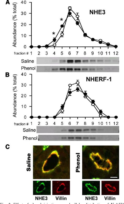 Figure 2 from Phenol injury-induced hypertension stimulates proximal ...