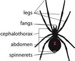 Black Widow Spider - Latrodectus mactans - Nervous System