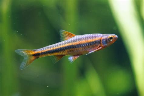 Rainbow Shiner · Tennessee Aquarium