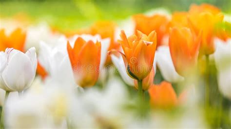 Orange and white tulips stock image. Image of liliaceae - 109260045