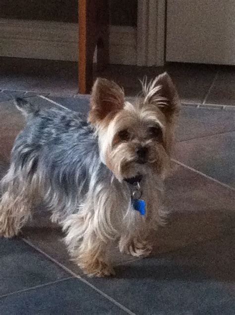 Cute male yorkie haircut | Yorkie dogs, Yorkie haircuts, Yorkshire terrier puppies