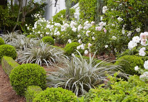 12 New Zealand Native Plants You Need to Know About | Houzz NZ