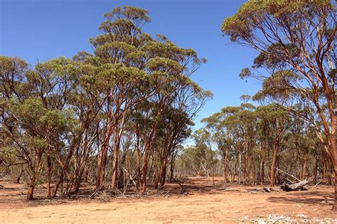 Restoring Native Vegetation For Malleefowl Habitat - Greening Australia - Greening Australia