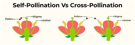 Difference Between Cross-Pollination And Self Pollination - GeeksforGeeks