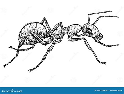 Ant Illustration, Drawing, Engraving, Ink, Line Art, Vector Stock ...