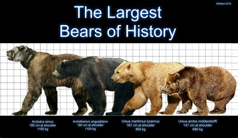 The largest bears from the Pleistocene era : r/interestingasfuck