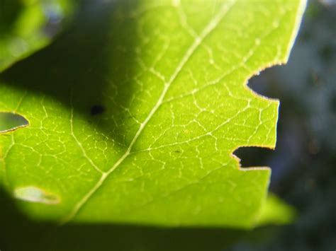 Summer Leaf | I think those holes in the leaves are bug bite… | Flickr - Photo Sharing!
