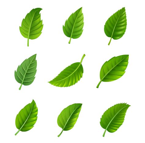 Realistic green leaves vector free download