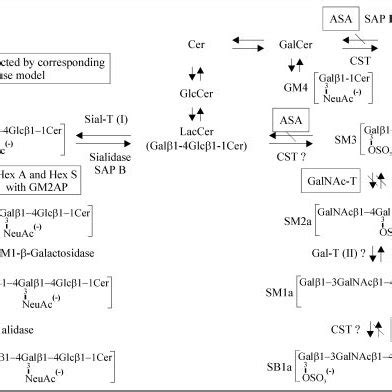 Metabolic and structural comparison of gangliosides and sulfatides of ...