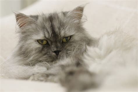 Persian Cat Care you Need Right Now | PawTracks