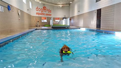 Salt Lake City’s Indoor Dog Swimming Pools — Dog Friendly SLC