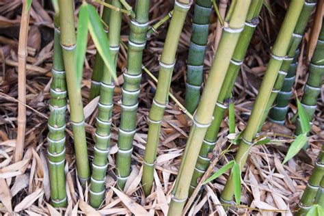 How to Transplant Bamboo Cuttings | Hunker | Growing bamboo, Bamboo plants, Bamboo garden