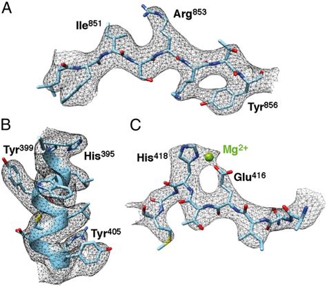 Structure of β-galactosidase at 3.2-Å Resolution – Bartesaghi Lab