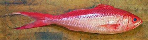 Onaga - Hawaiian Red Snapper - Chefs Resources