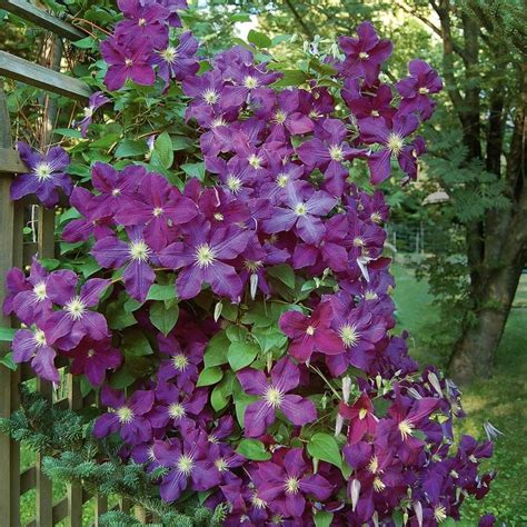 Clematis 'Etoile Violette' | Clematis, White flower farm, Clematis vine