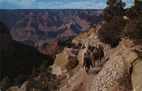 The Daily Mule Train Grand Canyon National Park, AZ Postcard