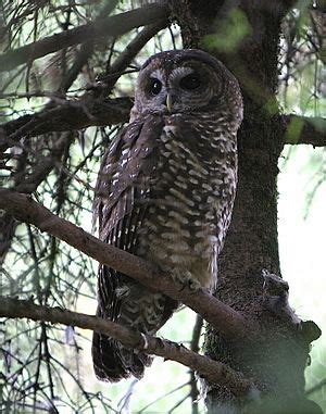 Northern spotted owl Facts for Kids