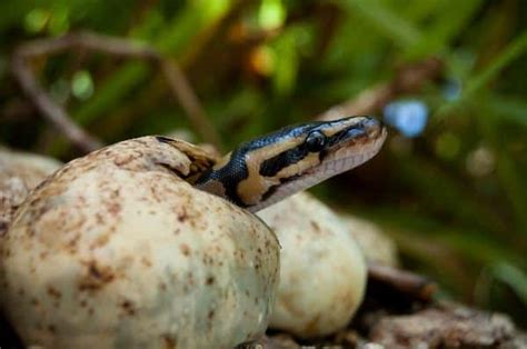 Ball Python Hatchling - Snake Facts and Information