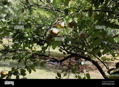 An Abiu tree, Pouteria caimito, with large yellow fruit ripening in the fall in Lawai, Kauai ...