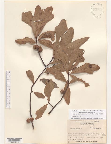 Plant Information Center - Quercus nigra