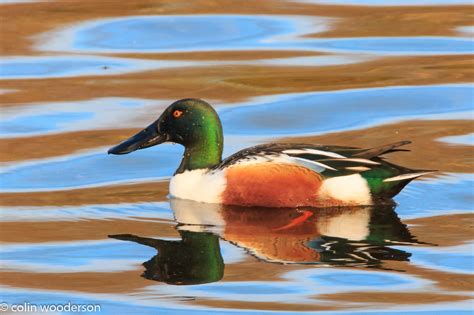 Male Shoverler Duck. (Shoveller) | Male Shoveler Duck. Novem… | Flickr